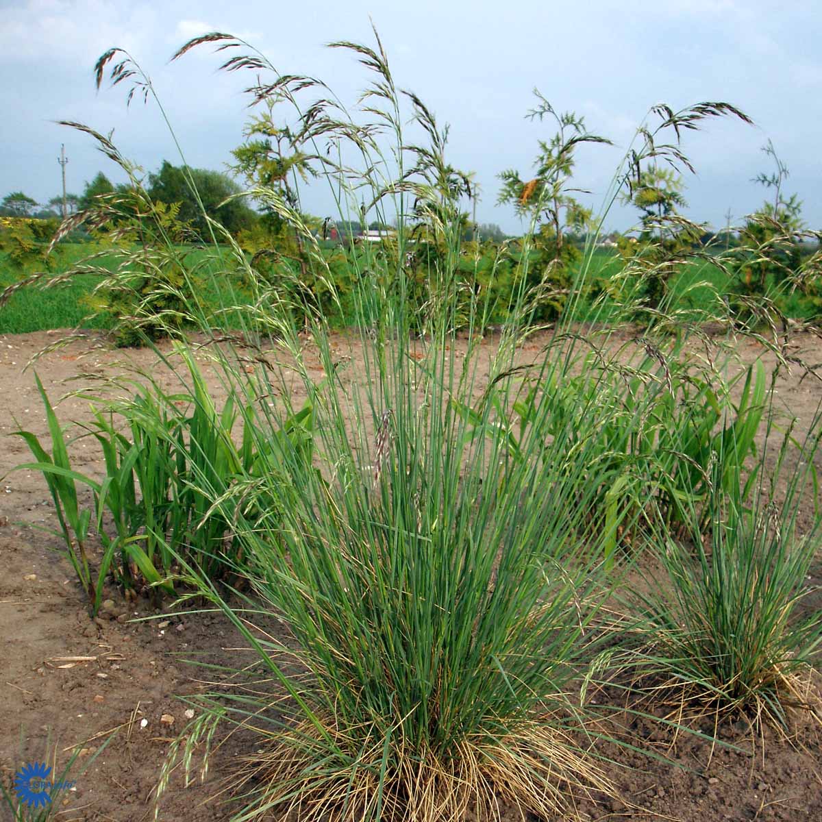Bilde av Helictotrichon sempervirens-Spanne Plantesalg