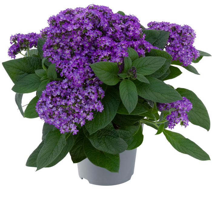 Bilde av Heliotropium arborescens Honey Blue 3 st-Spanne Plantesalg