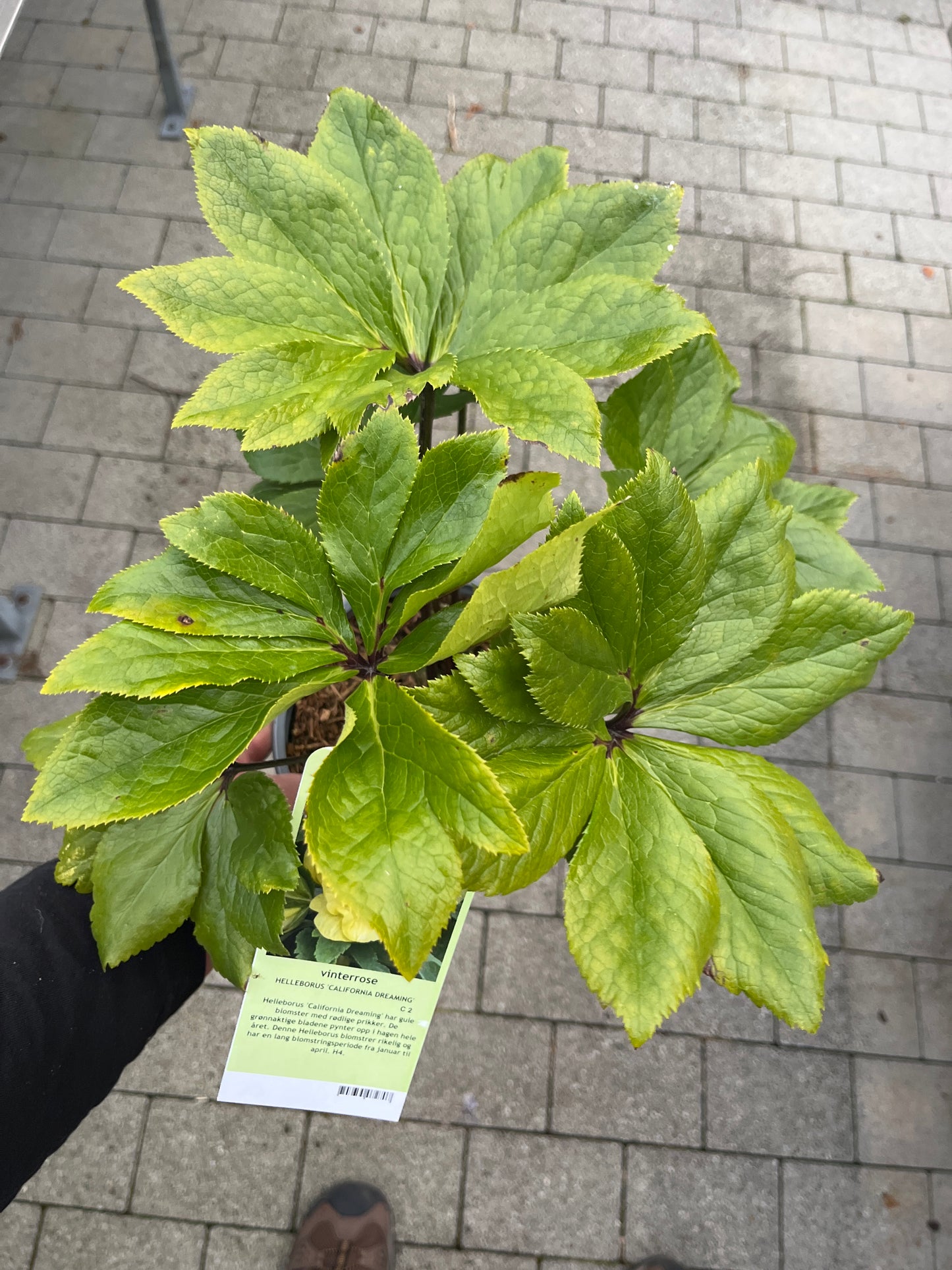 Bilde av HELLEBORUS 'CALIFORNIA DREAMING'-Spanne Plantesalg