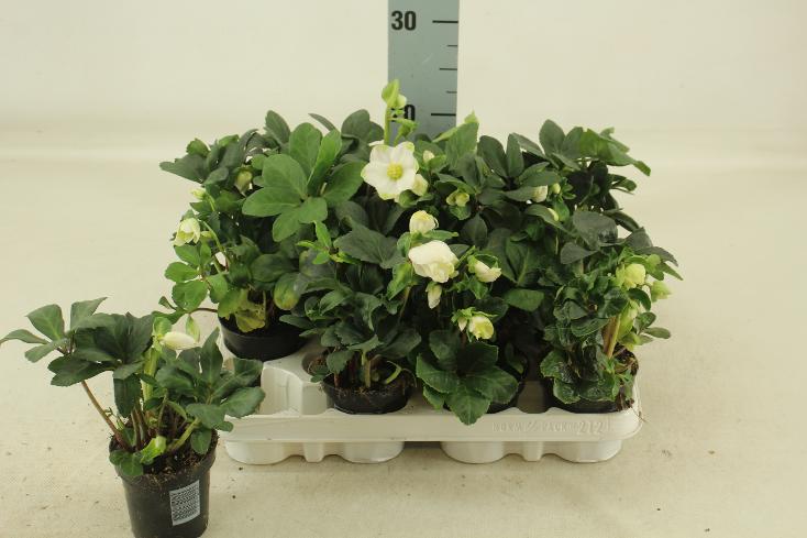 Bilde av Helleborus Christmas Carol-Spanne Plantesalg