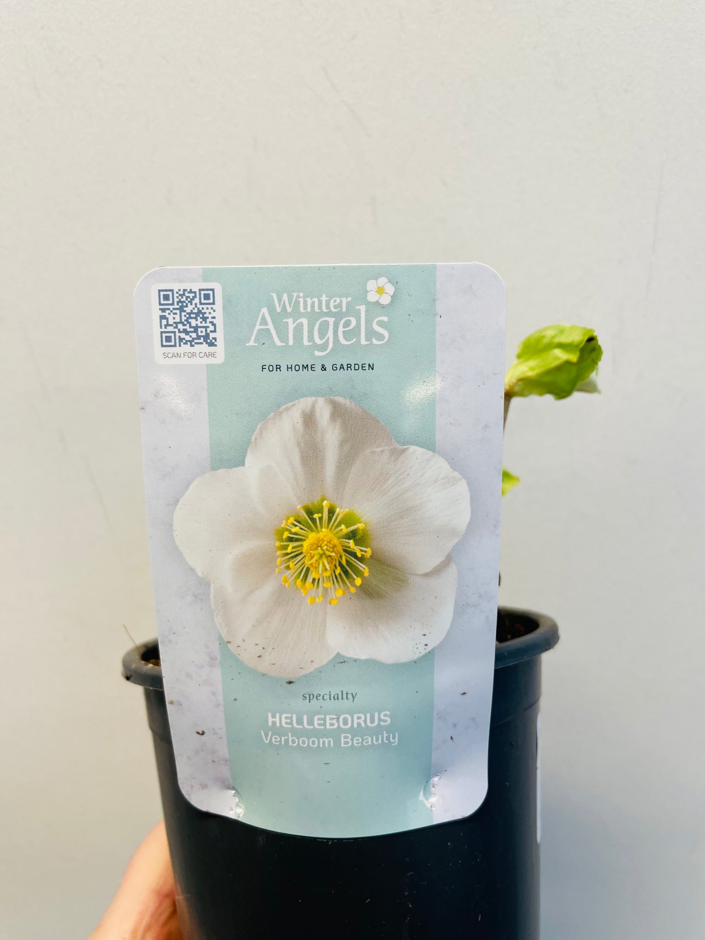 Bilde av Helleborus niger ‘Verboom Beauty’-Spanne Plantesalg