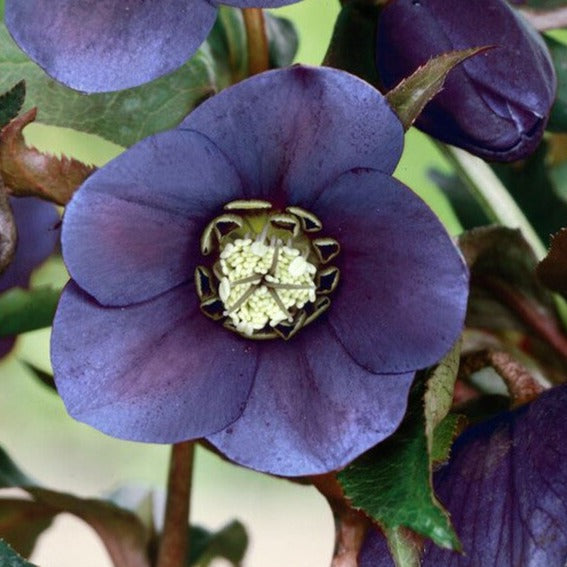 Bilde av Helleborus o. 'Blue Lady'-Spanne Plantesalg