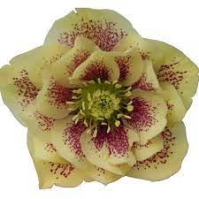 Bilde av Helleborus o. 'D. Ellen Yellow Spotted.'-Spanne Plantesalg