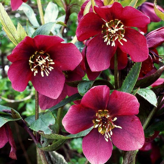Bilde av Helleborus o. 'Red Lady'-Spanne Plantesalg