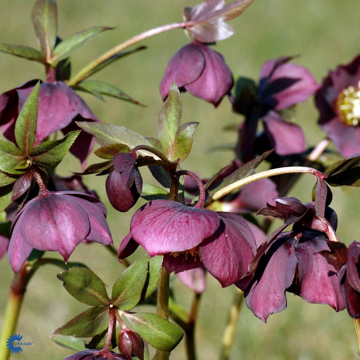Bilde av Helleborus or. 'Red Hybrids'-Spanne Plantesalg