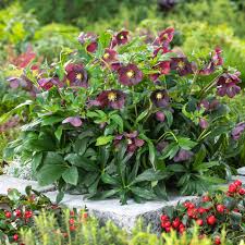 Bilde av Helleborus orientalis Halcyon Early Dark Red XL72 (4sds) Pris pr stk-Spanne Plantesalg