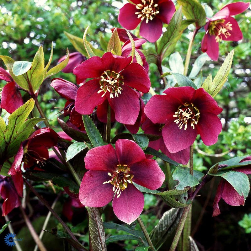 Bilde av Helleborus o. 'Red Lady'-Spanne Plantesalg