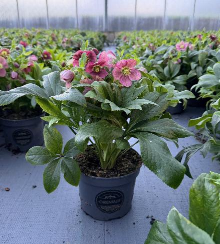 Bilde av Helleborus orientalis Viv Victoria-Spanne Plantesalg