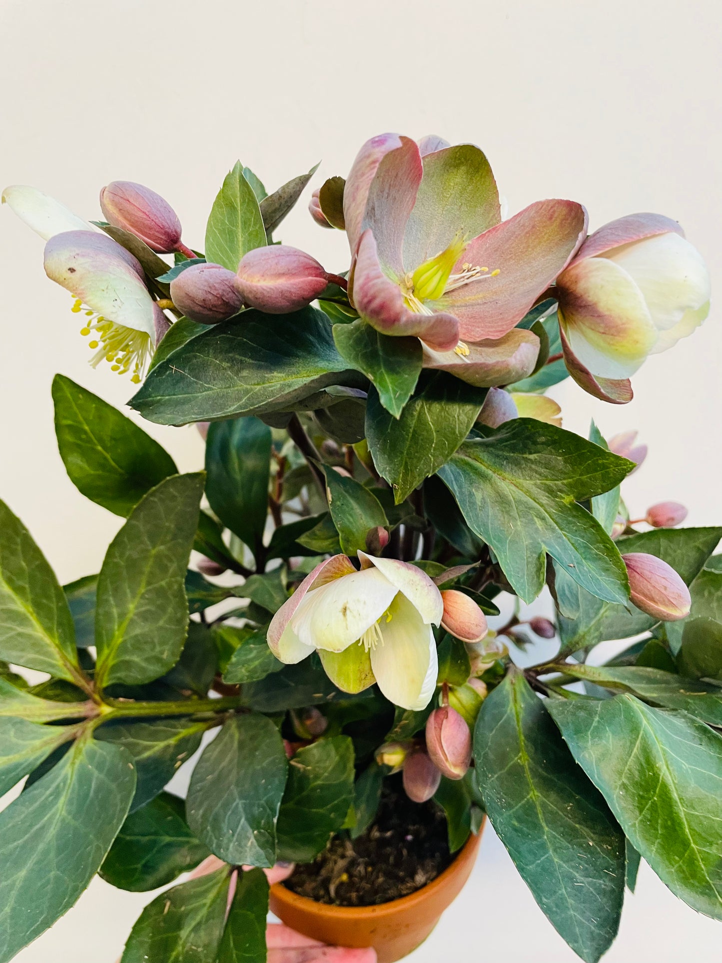 Bilde av Helleborus ‘ViV Valeria’-Spanne Plantesalg