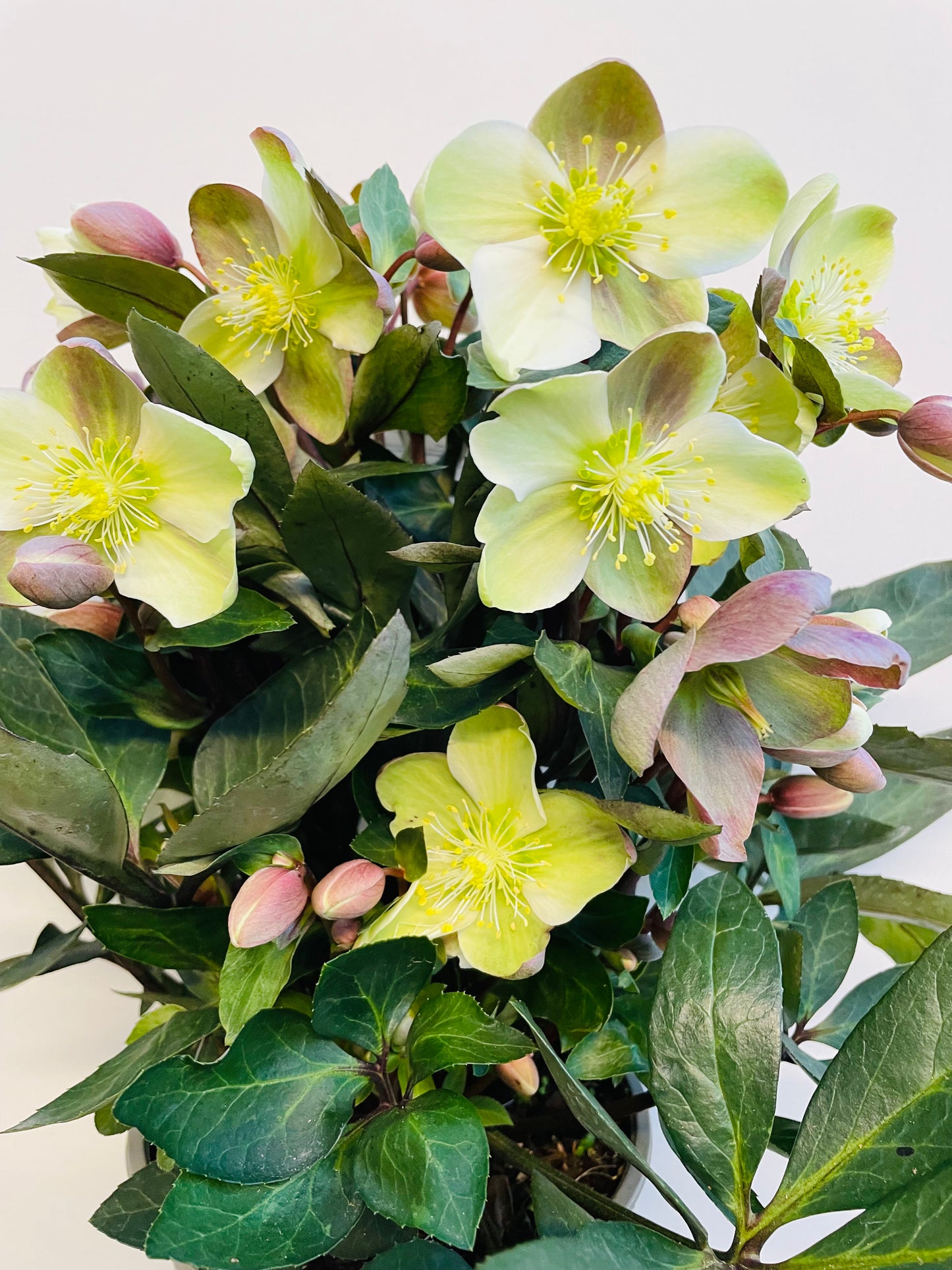 Bilde av Helleborus ‘ViV Valeria’-Spanne Plantesalg