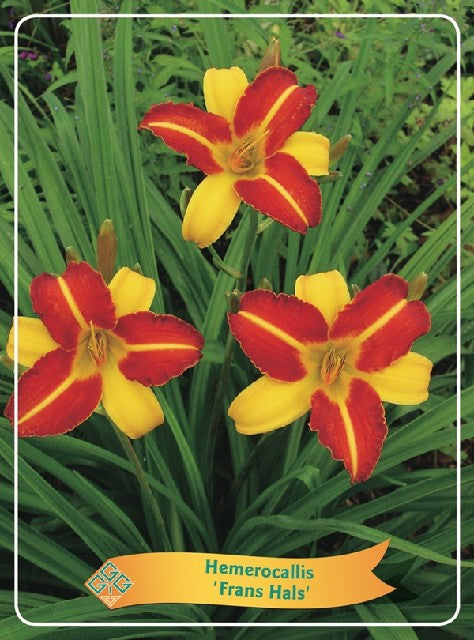 Bilde av Hemerocallis Mix-Spanne Plantesalg