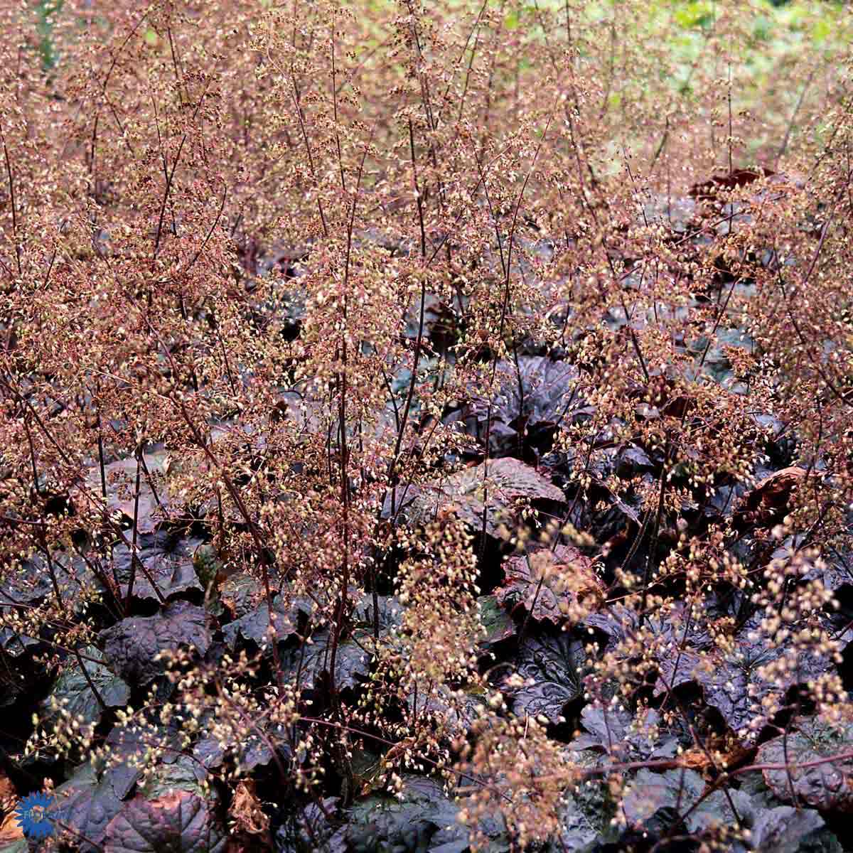 Bilde av Heuchera m. 'Palace Purple'-Spanne Plantesalg
