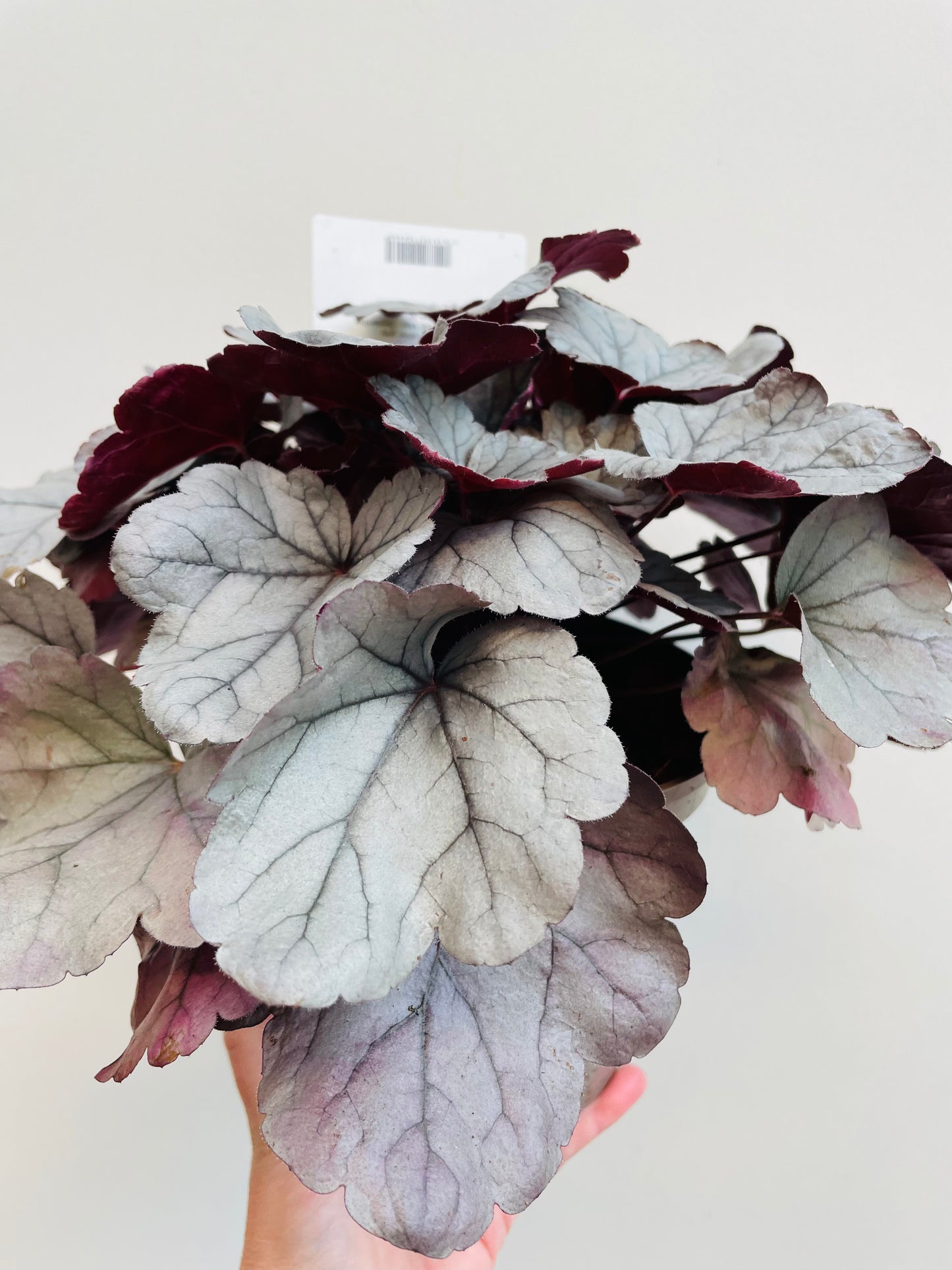 Bilde av Heuchera ‘Silver Gumdrop’-Spanne Plantesalg