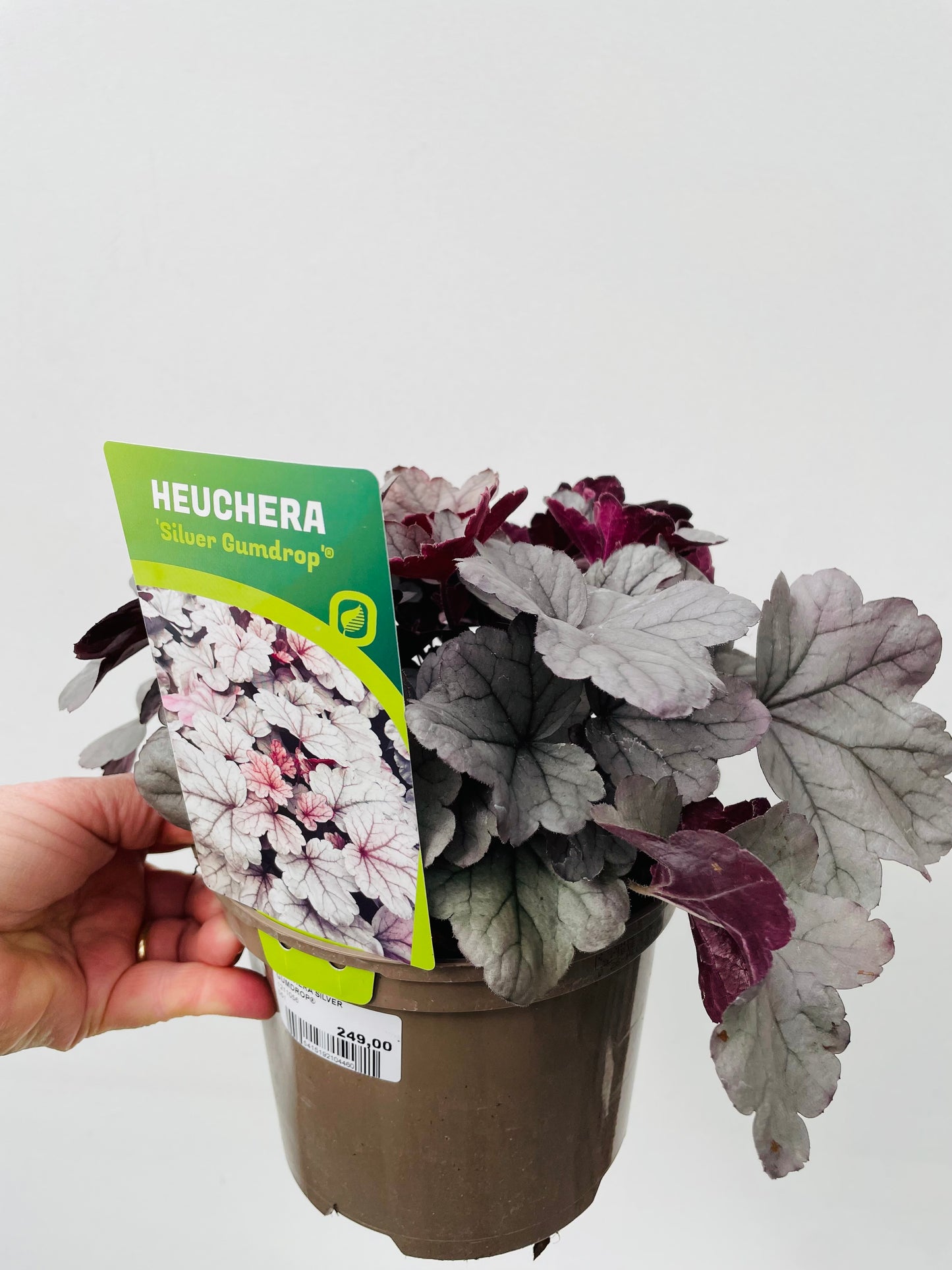 HEUCHERA SILVER GUMDROP®
