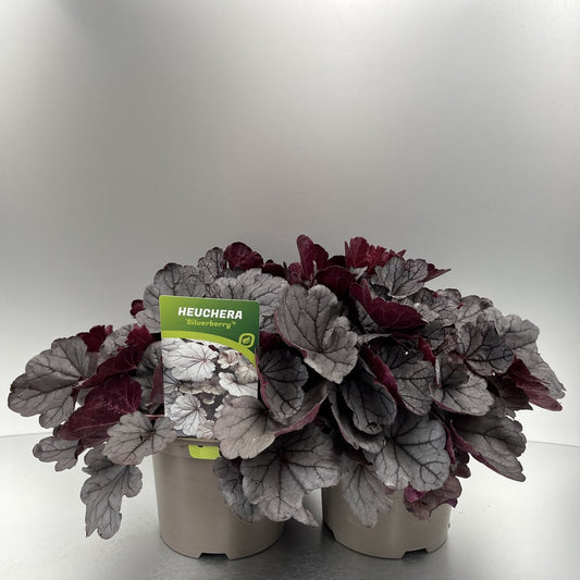 Bilde av Heuchera Silverberry-Spanne Plantesalg