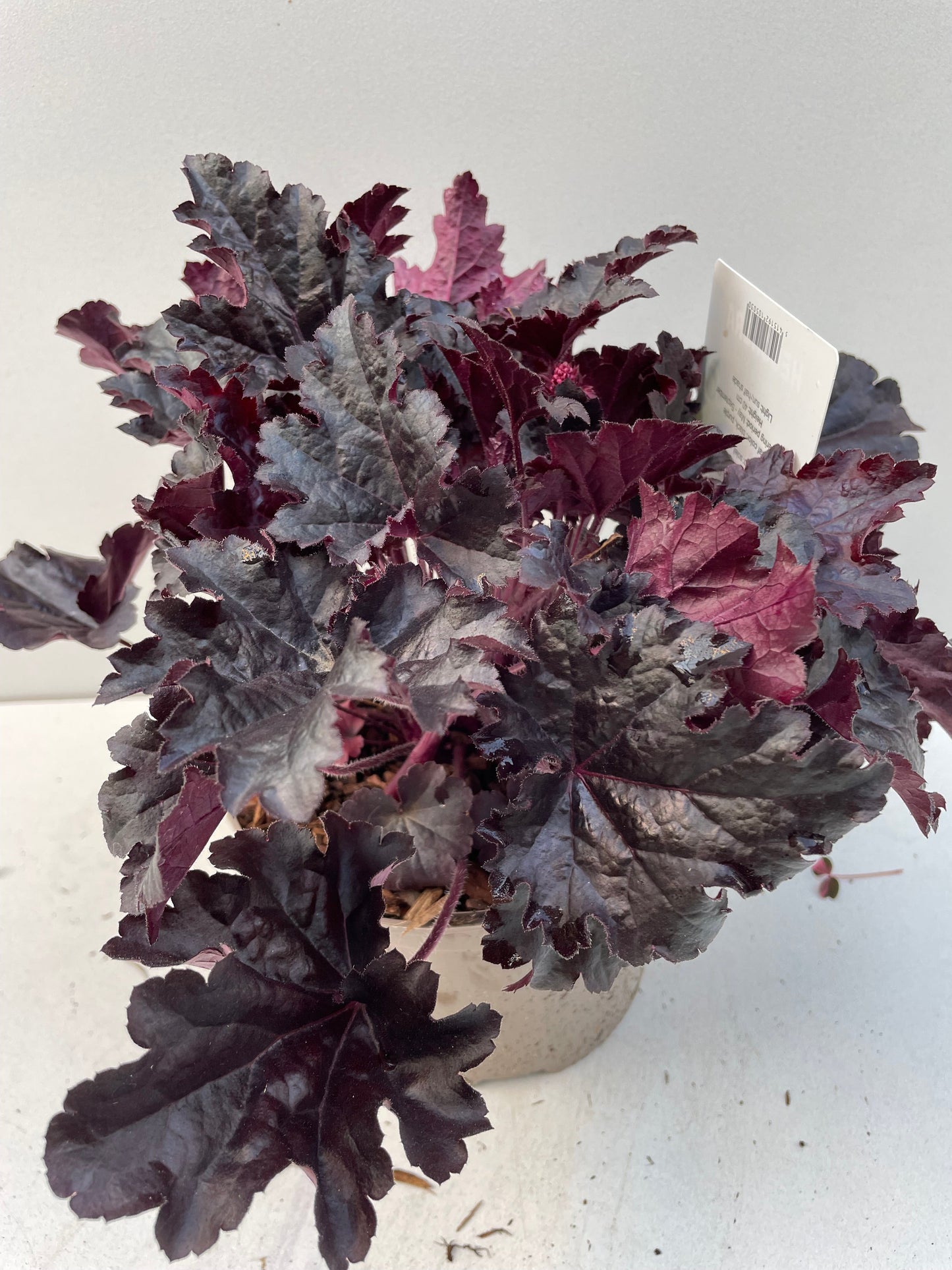 Bilde av HEUCHERA TIMELESS NIGHT-Spanne Plantesalg