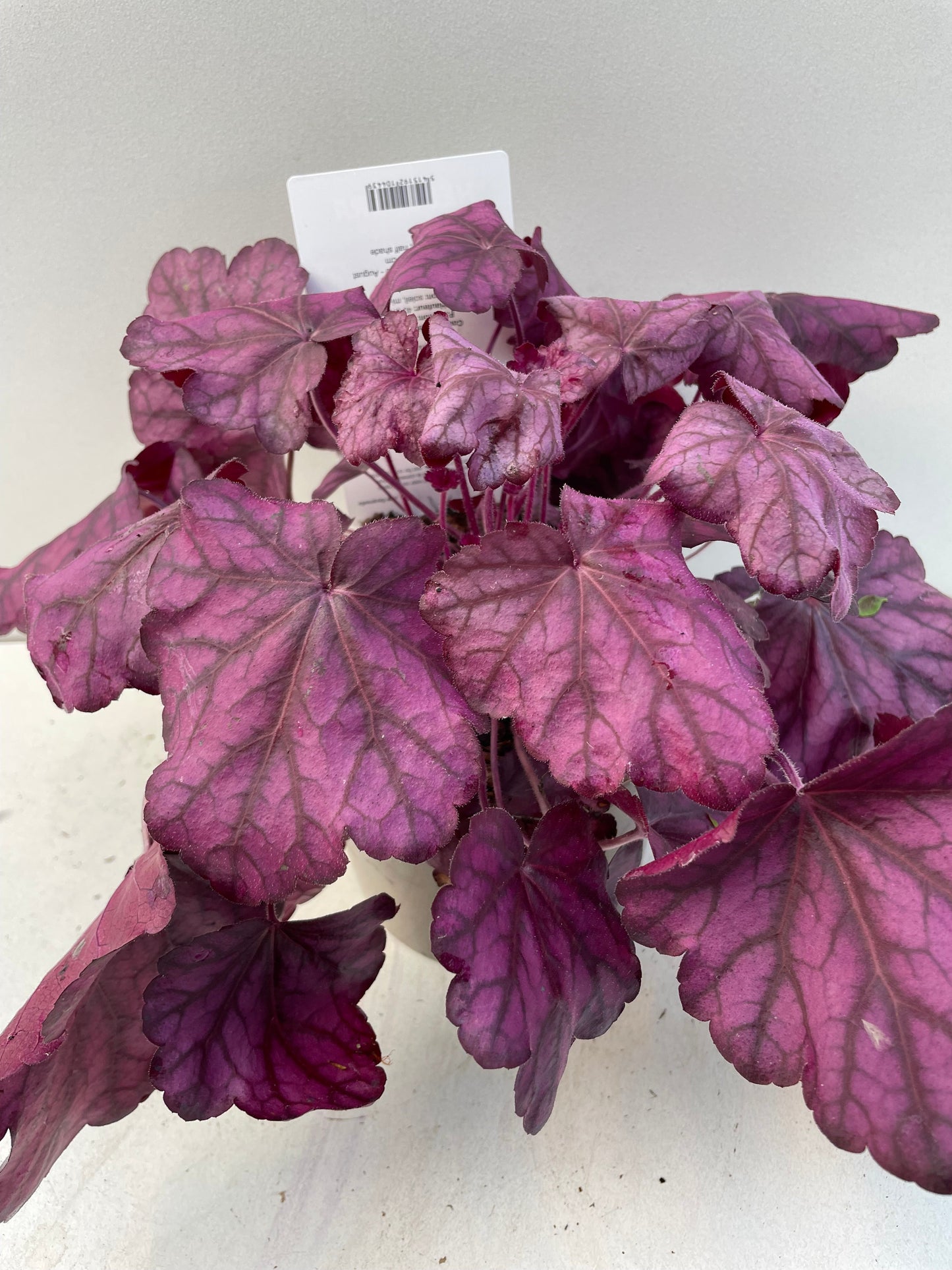 Bilde av HEUCHERA WILD ROSE-Spanne Plantesalg