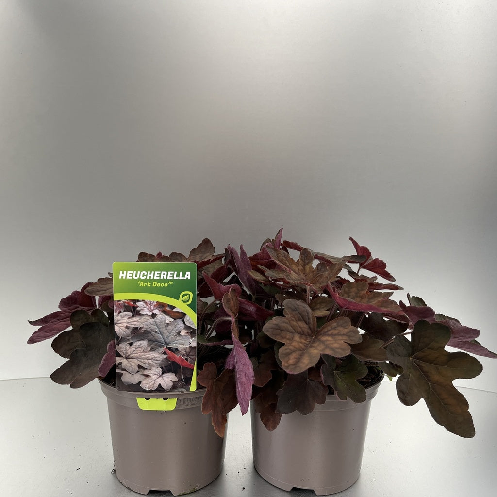 Bilde av Heucherella Art Deco-Spanne Plantesalg