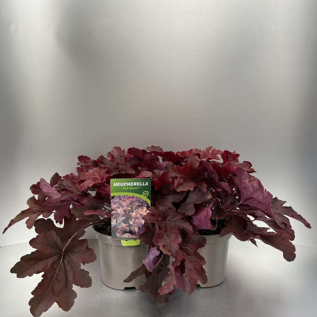 Bilde av Heucherella Red Rover-Spanne Plantesalg