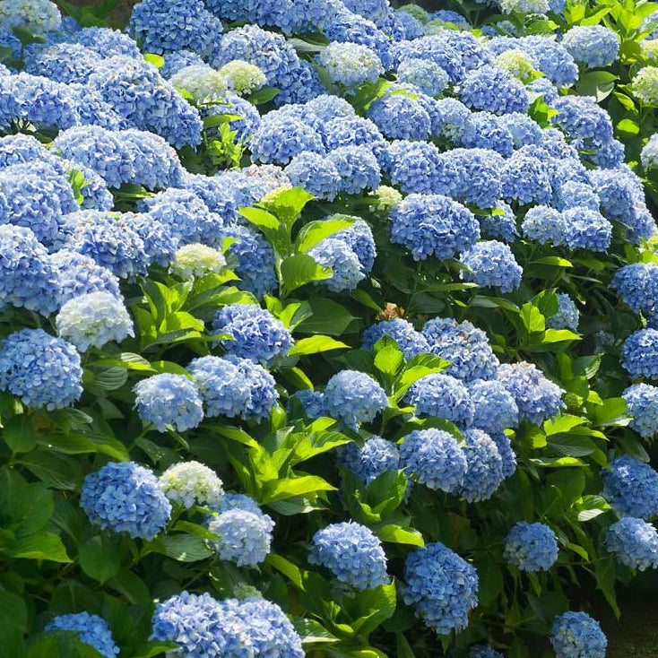 Bilde av Hydrangea m. 'Nikko Blue'-Spanne Plantesalg