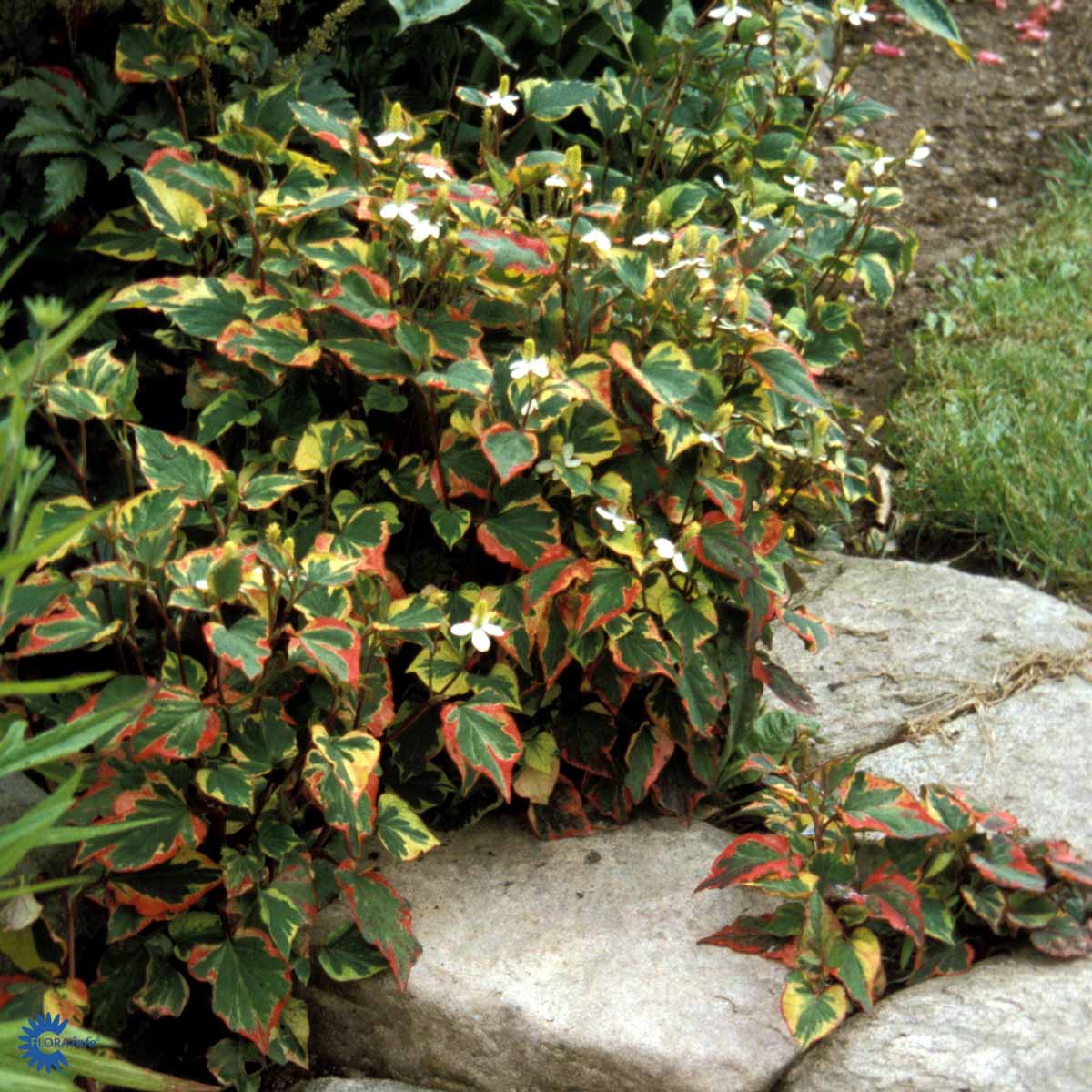 Bilde av Houttuynia cordata 'Chameleon'-Spanne Plantesalg