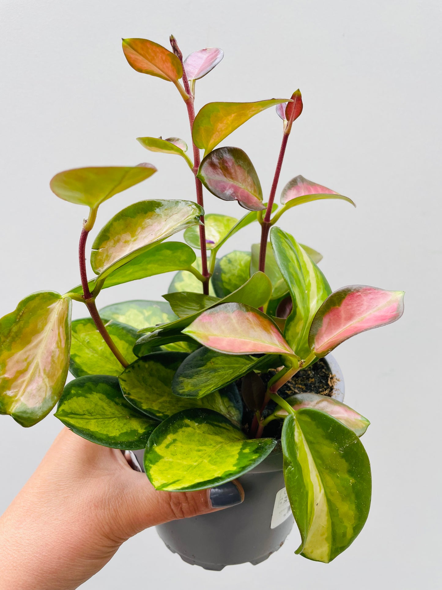 Bilde av Hoya australis ‘Lisa’-Spanne Plantesalg