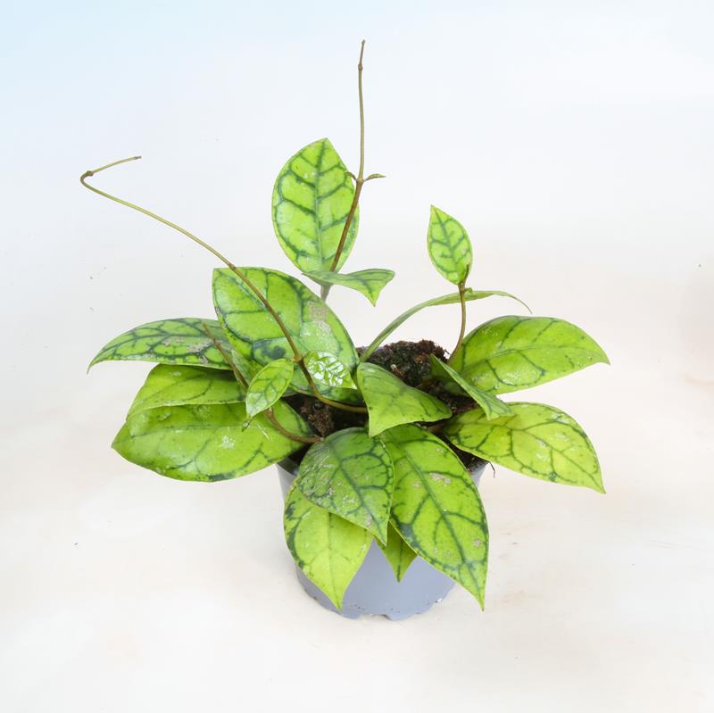 Bilde av Hoya callistophylla-Spanne Plantesalg