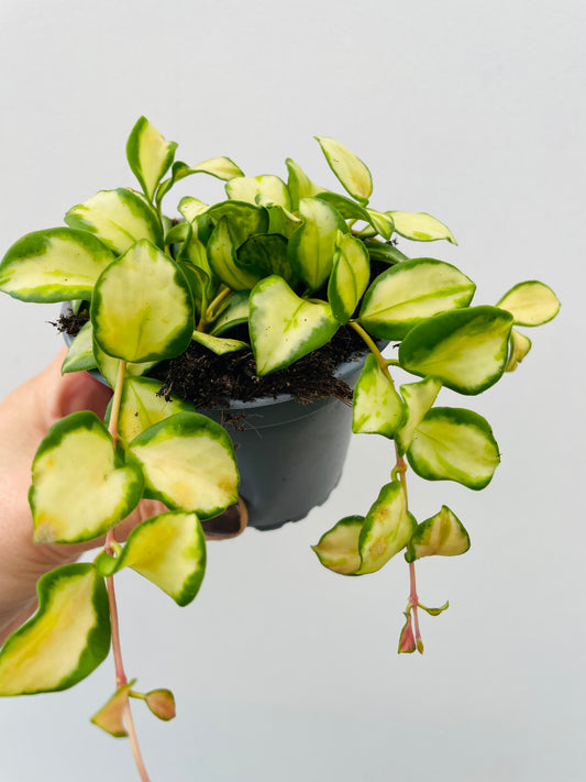 Bilde av Hoya heuschkeliana 'Variegata'-Spanne Plantesalg