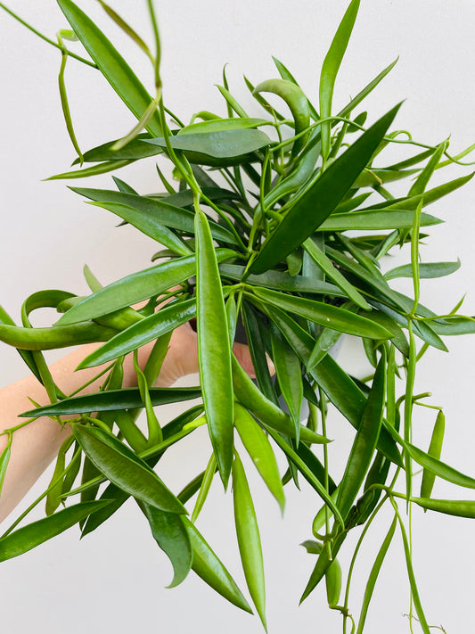 Bilde av Hoya longifolia-Spanne Plantesalg