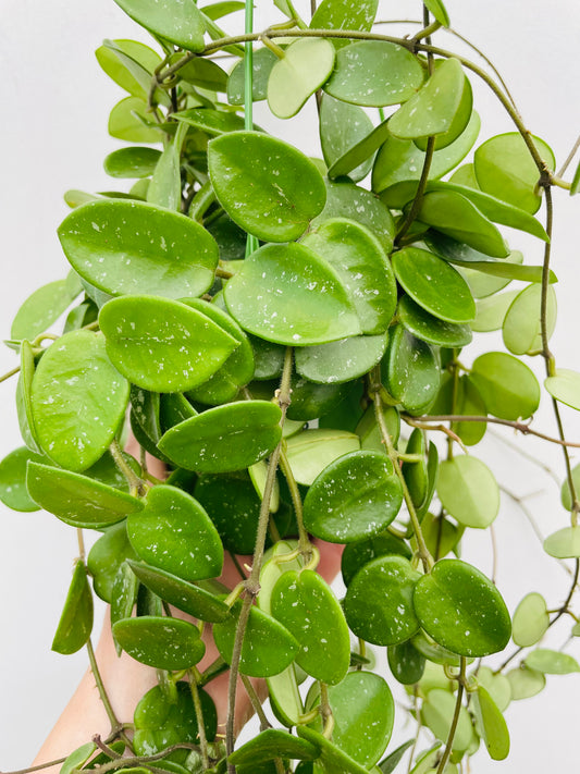 Bilde av Hoya ‘Mathilde’-Spanne Plantesalg