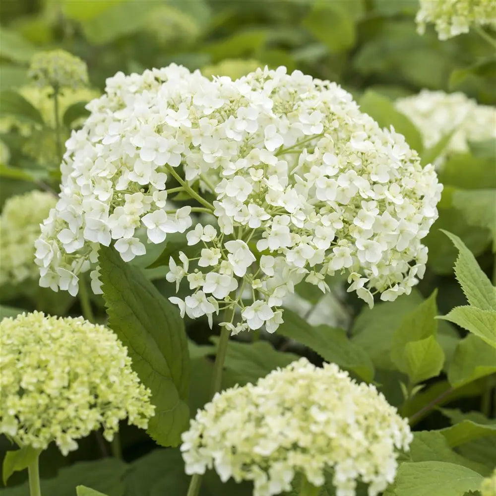 Bilde av Hydrangea arborescens Flowerwow-Spanne Plantesalg