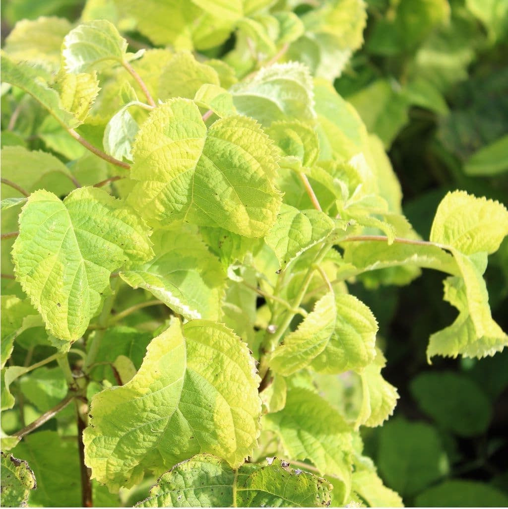 Bilde av HYDRANGEA ARB. GOLDEN ANNABELLE-Spanne Plantesalg