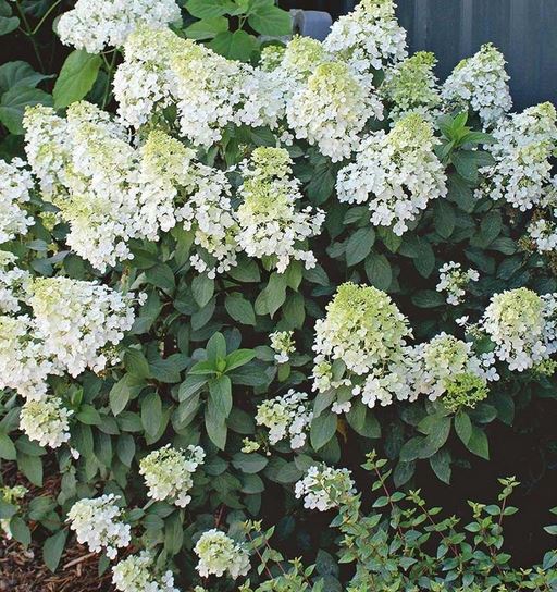 Bilde av HYDRANGEA PAN. BOBO©-Spanne Plantesalg