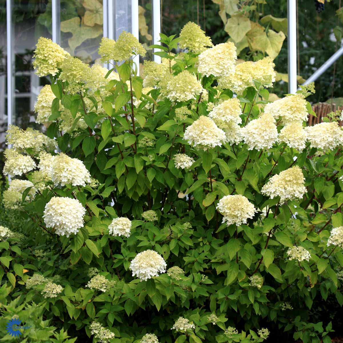 Bilde av Hydrangea paniculata 'Limelight'-Spanne Plantesalg