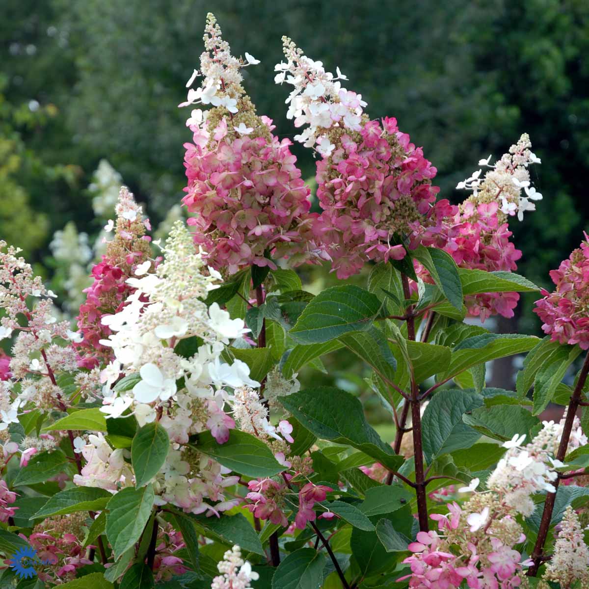 Bilde av Hydrangea pan. 'Pinky Winky'-Spanne Plantesalg