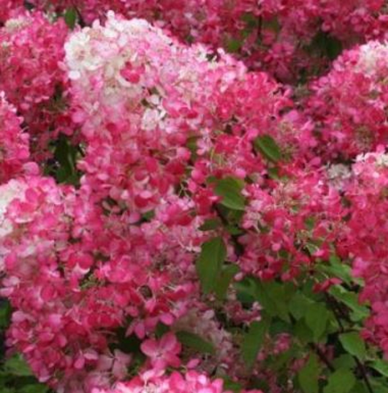 Bilde av Hydrangea paniculata Diamant Rouge-Spanne Plantesalg