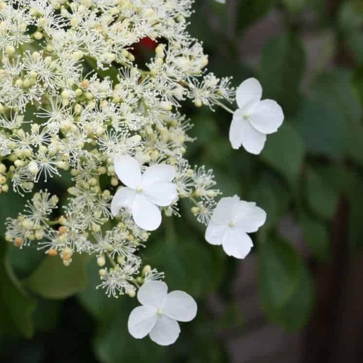 Bilde av Hydrangea petiolaris 'Silver Lining'-Spanne Plantesalg