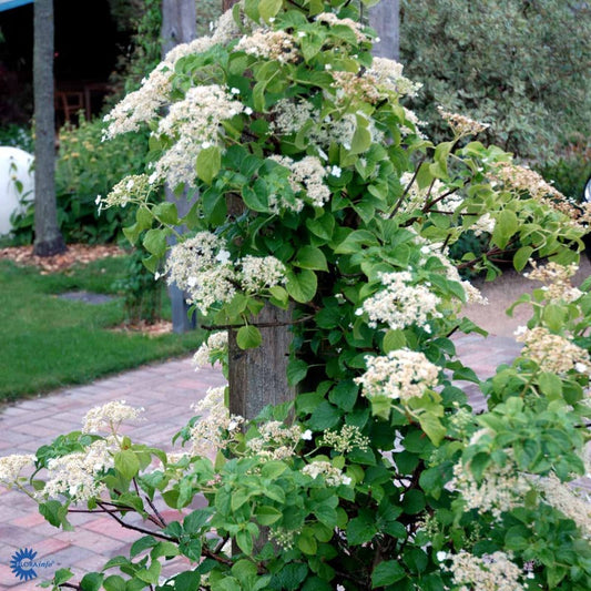 Bilde av Hydrangea petiolaris 'Flying Saucer'-Spanne Plantesalg