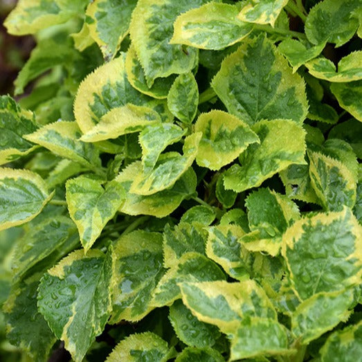 Bilde av Hydrangea petiolaris 'Mirranda'-Spanne Plantesalg