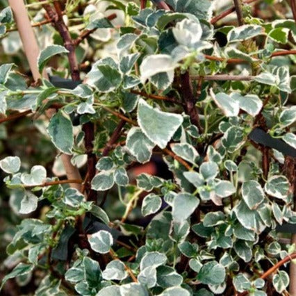 Bilde av Hydrangea petiolaris 'Silver Lining'-Spanne Plantesalg