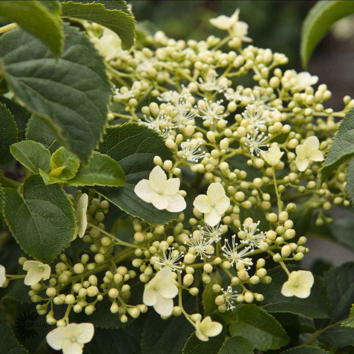 Bilde av Hydrangea petiolaris-Spanne Plantesalg