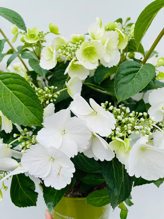 Bilde av Hydrangea ‘Runaway Bride’-Spanne Plantesalg