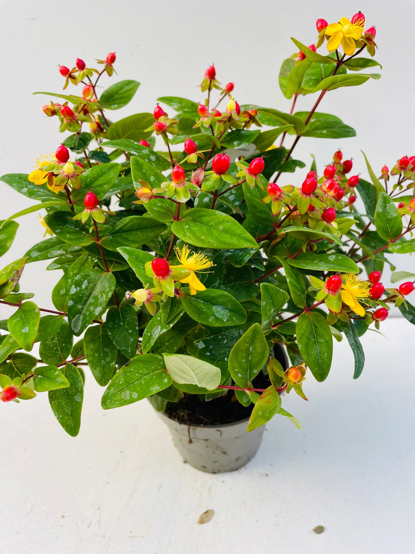 Bilde av Hypericum Mix-Spanne Plantesalg