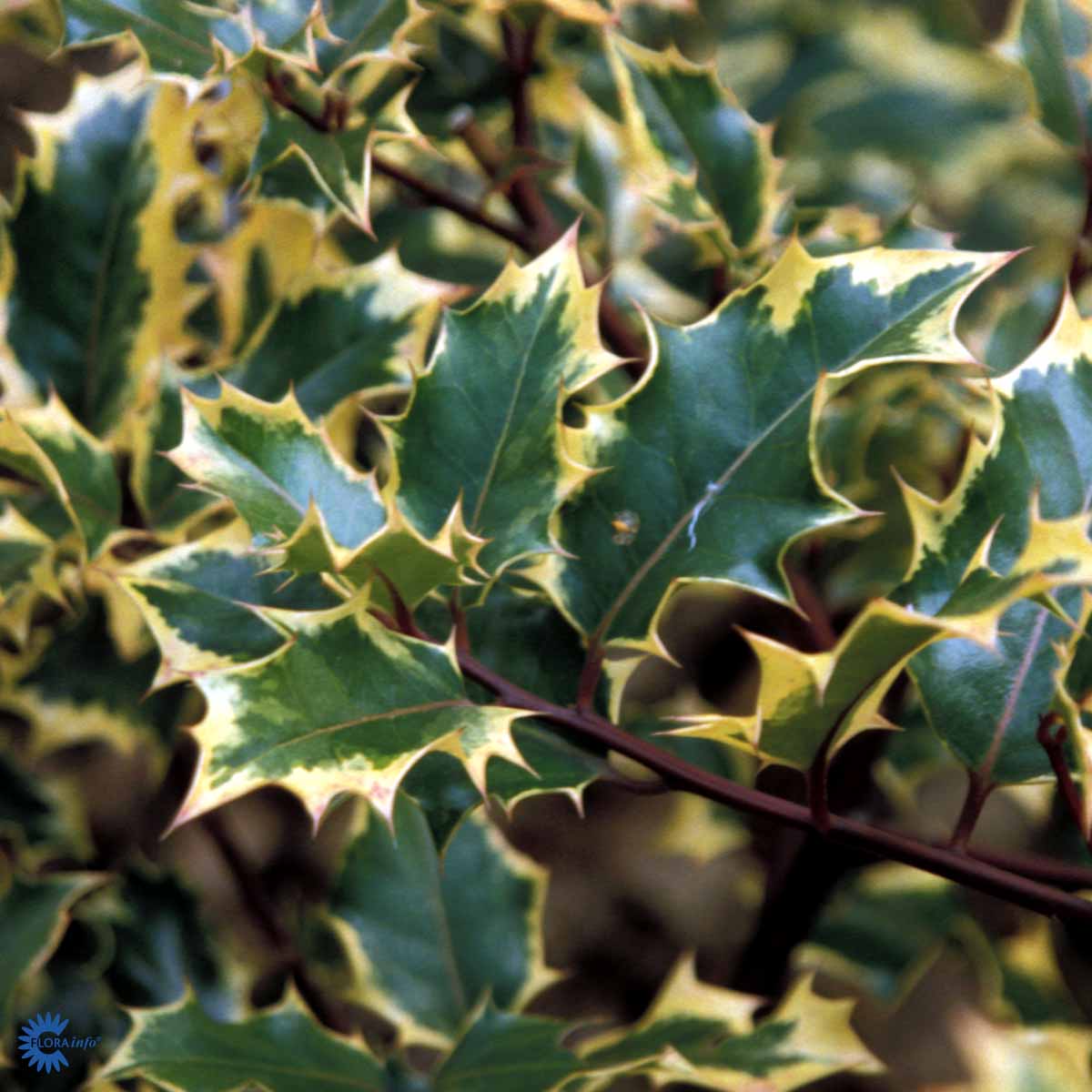 Bilde av Ilex altacl. 'Golden King' stamme-Spanne Plantesalg