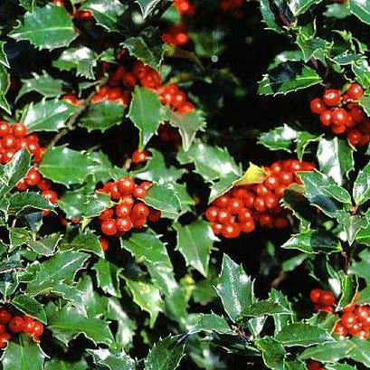 Bilde av ILEX AQUIFOLIUM BLUE ANGEL-Spanne Plantesalg