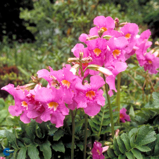 Bilde av Incarvillea delavayi-Spanne Plantesalg