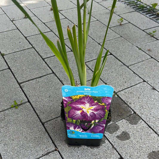 Bilde av IRIS ens. dinner plate jell-o-Spanne Plantesalg