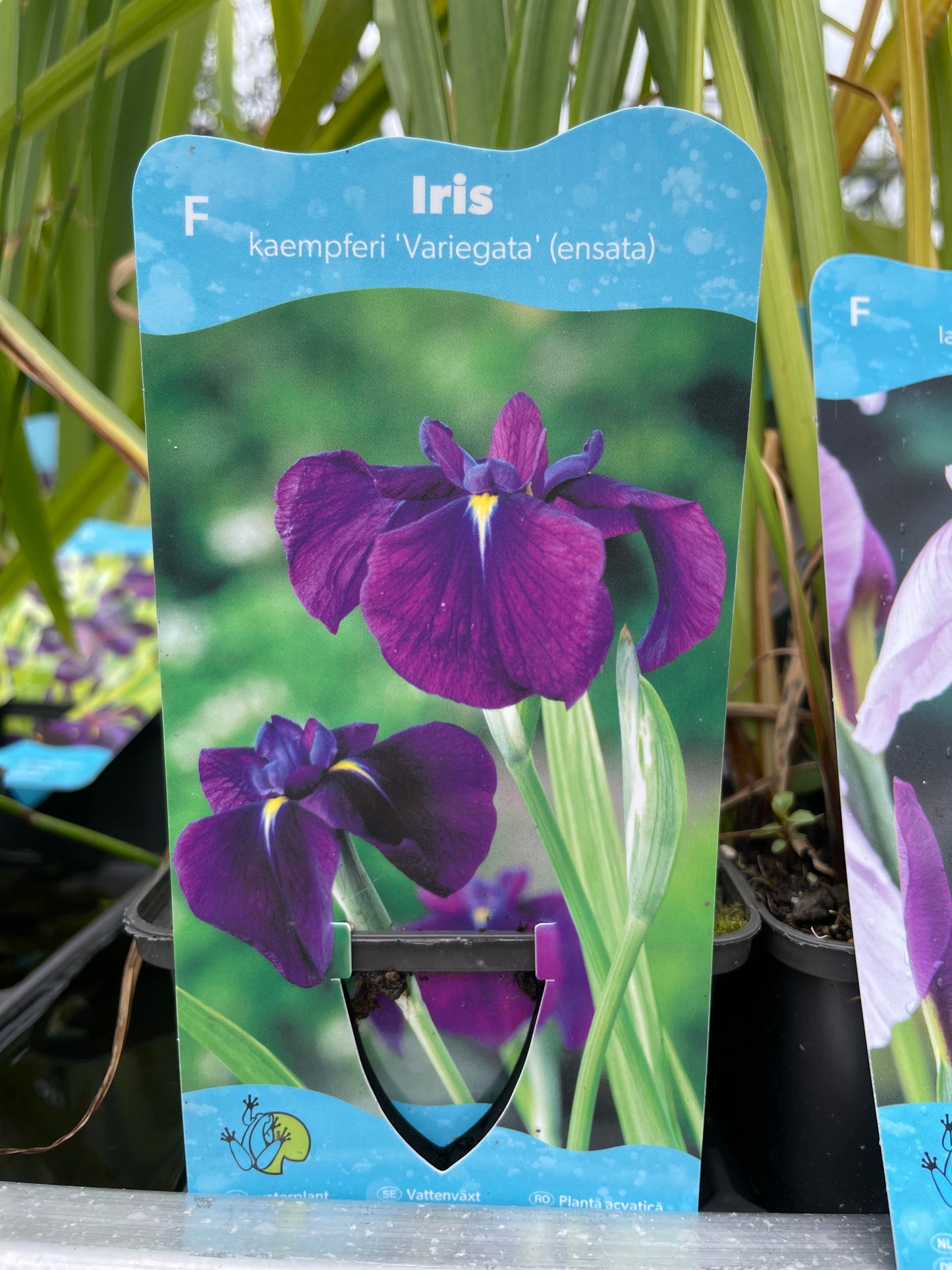 Bilde av Iris ens. Variegata kaempferi-Spanne Plantesalg