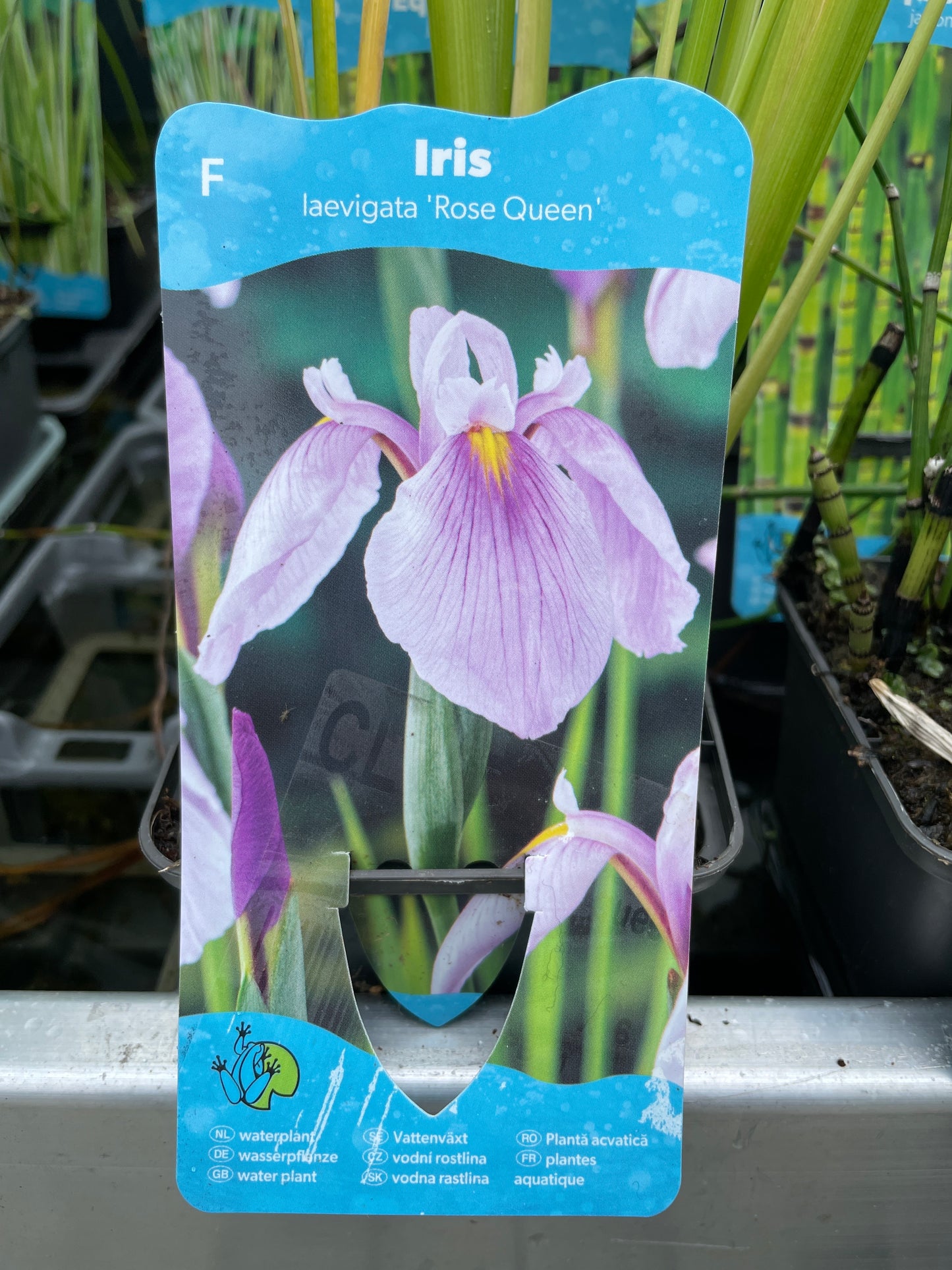 Bilde av Iris Laevigata rose queen-Spanne Plantesalg