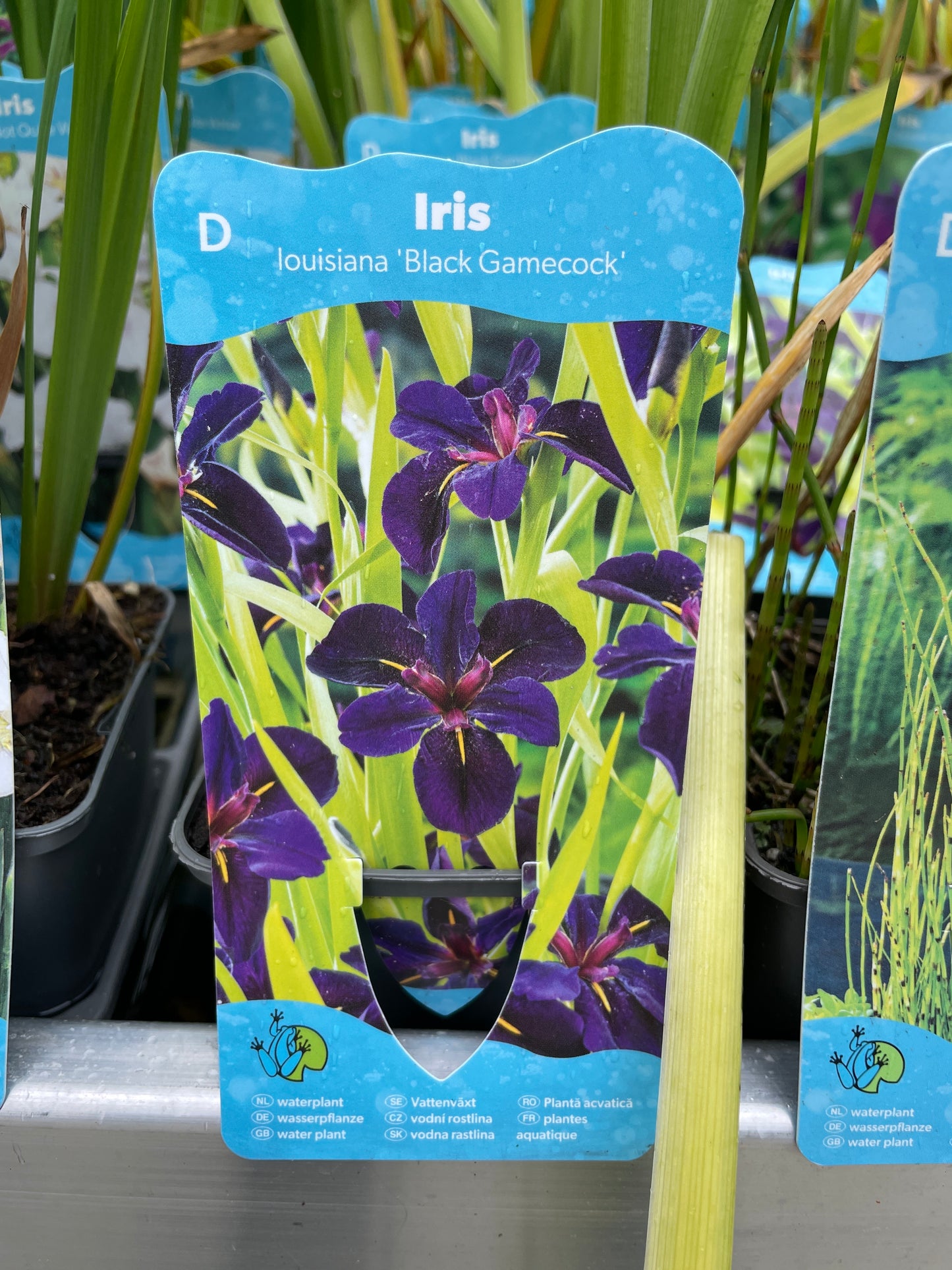 Bilde av Iris lou. Black Gamecock-Spanne Plantesalg